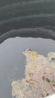 Questions raised after dead bird found in water tank