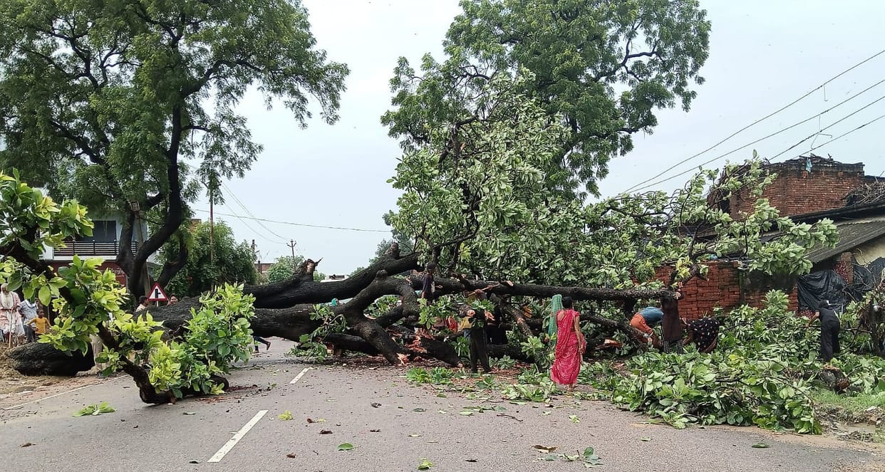 Mahua tree falls by the highway; three children injured.