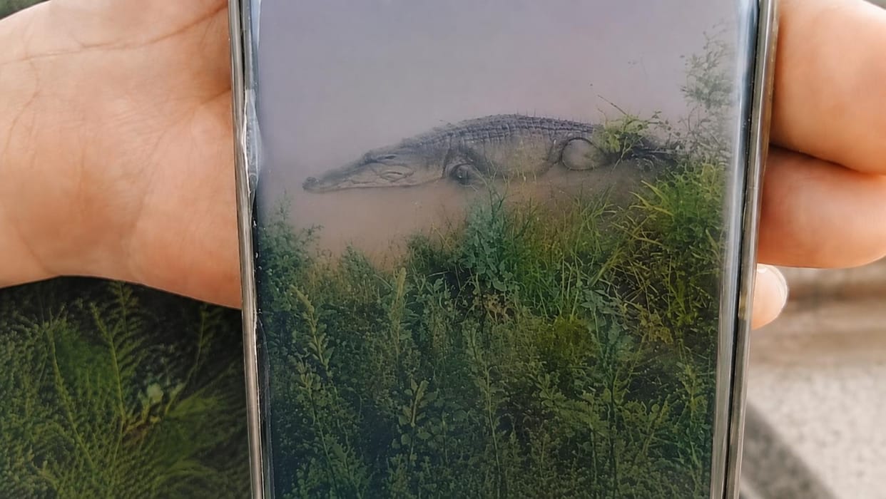 crocodile found in canal