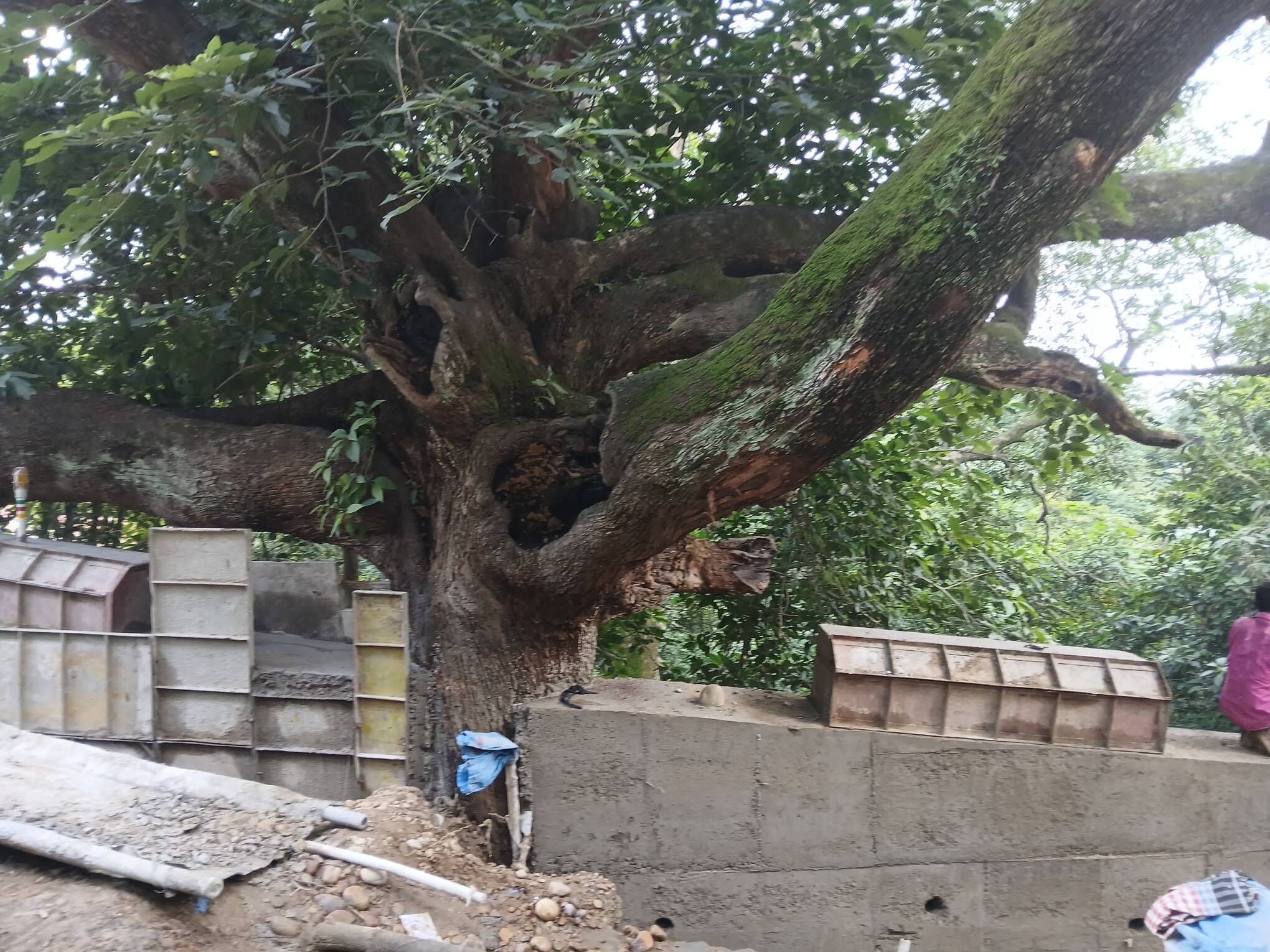 सड़क किनारे लगाए गए डंगे में दबा हुआ पेड़। संवाद