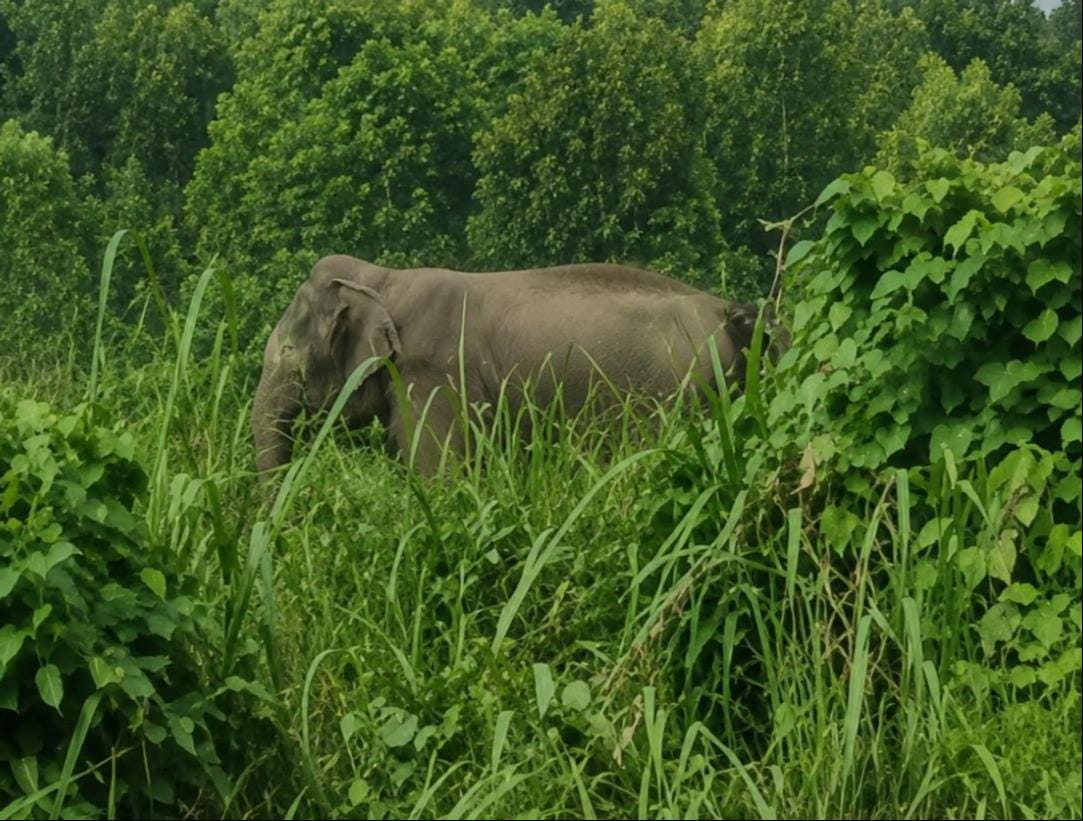 Elephant strays from Shivalik forest area near human settlement; panic among villagers.