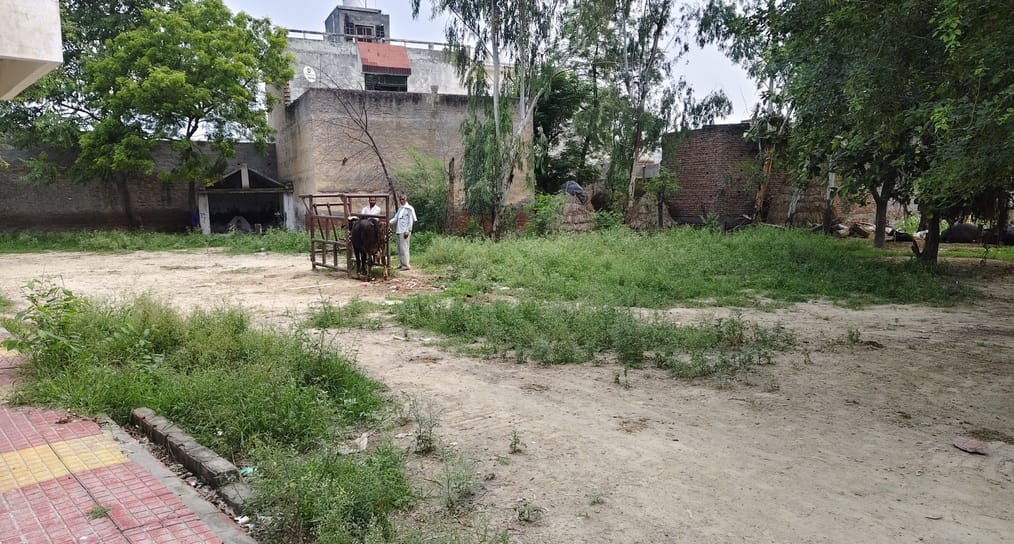 27 सफीदों 01गांव खेड़ा खेमावती के  पशु चिकित्सालय में उगी हुई घास फुस। संवाद