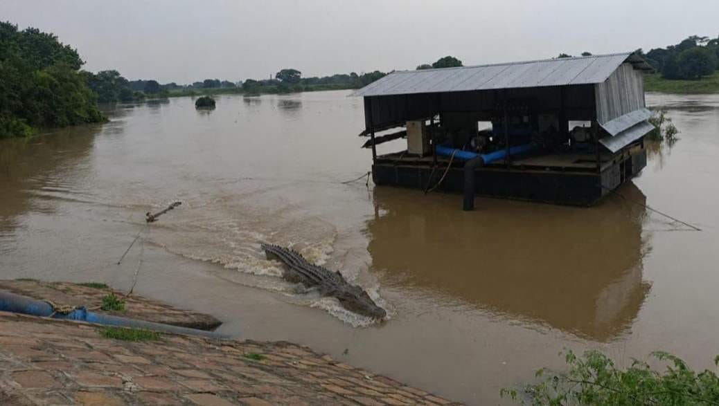 Panic among villagers after crocodile spotted in the river.
