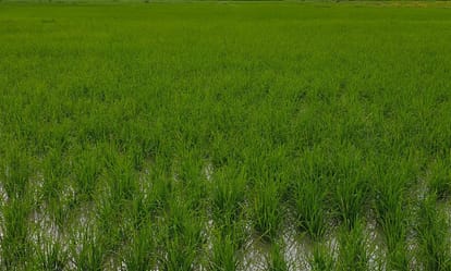 बरदह क्षेत्र में लगी धान की फसल। संवाद
