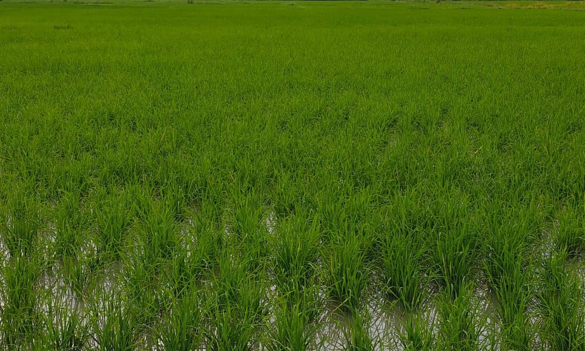 Crop concerns drive trend; number of farmers opting for insurance doubles.