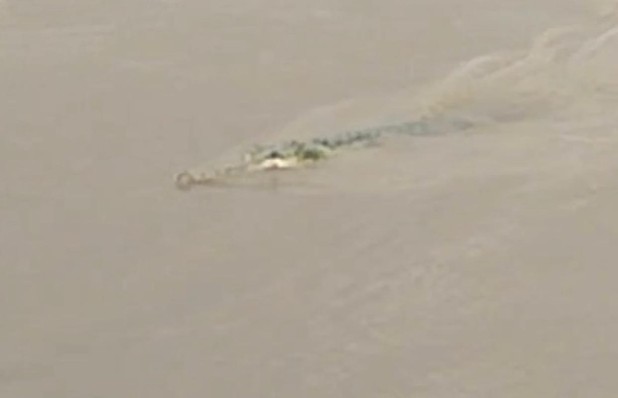 Crocodile spotted in the Yamuna at Bateshwar; panic among devotees.