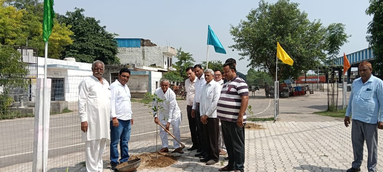 Market Committee Chairman planted saplings.