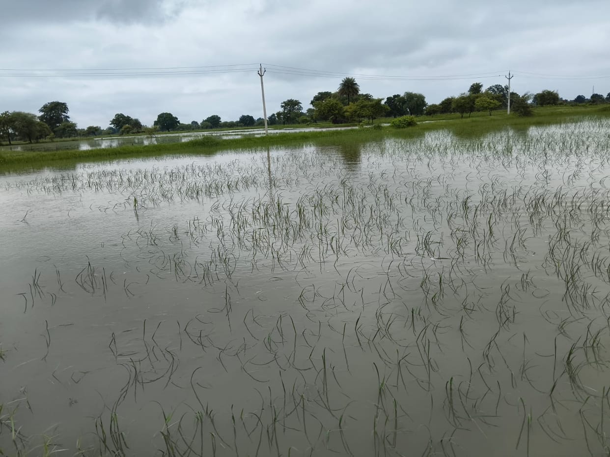 Canal overflows; 100 bighas of crops submerged.