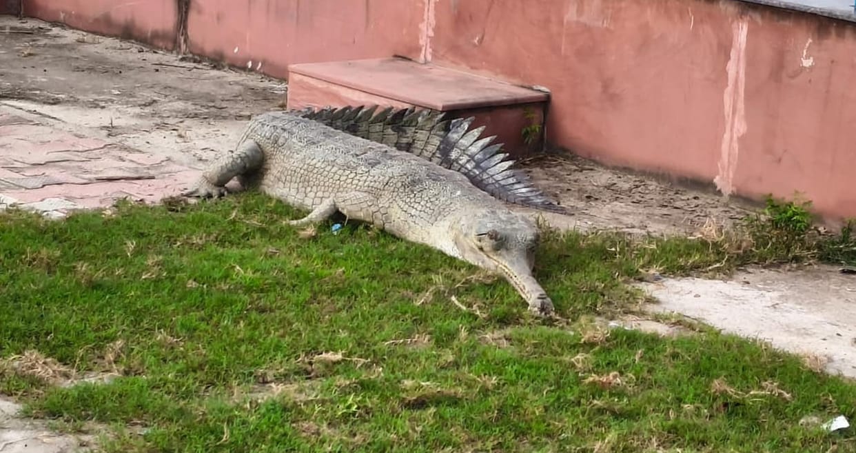 Gharials and otters spotted at the barrage; Forest Department captures them.