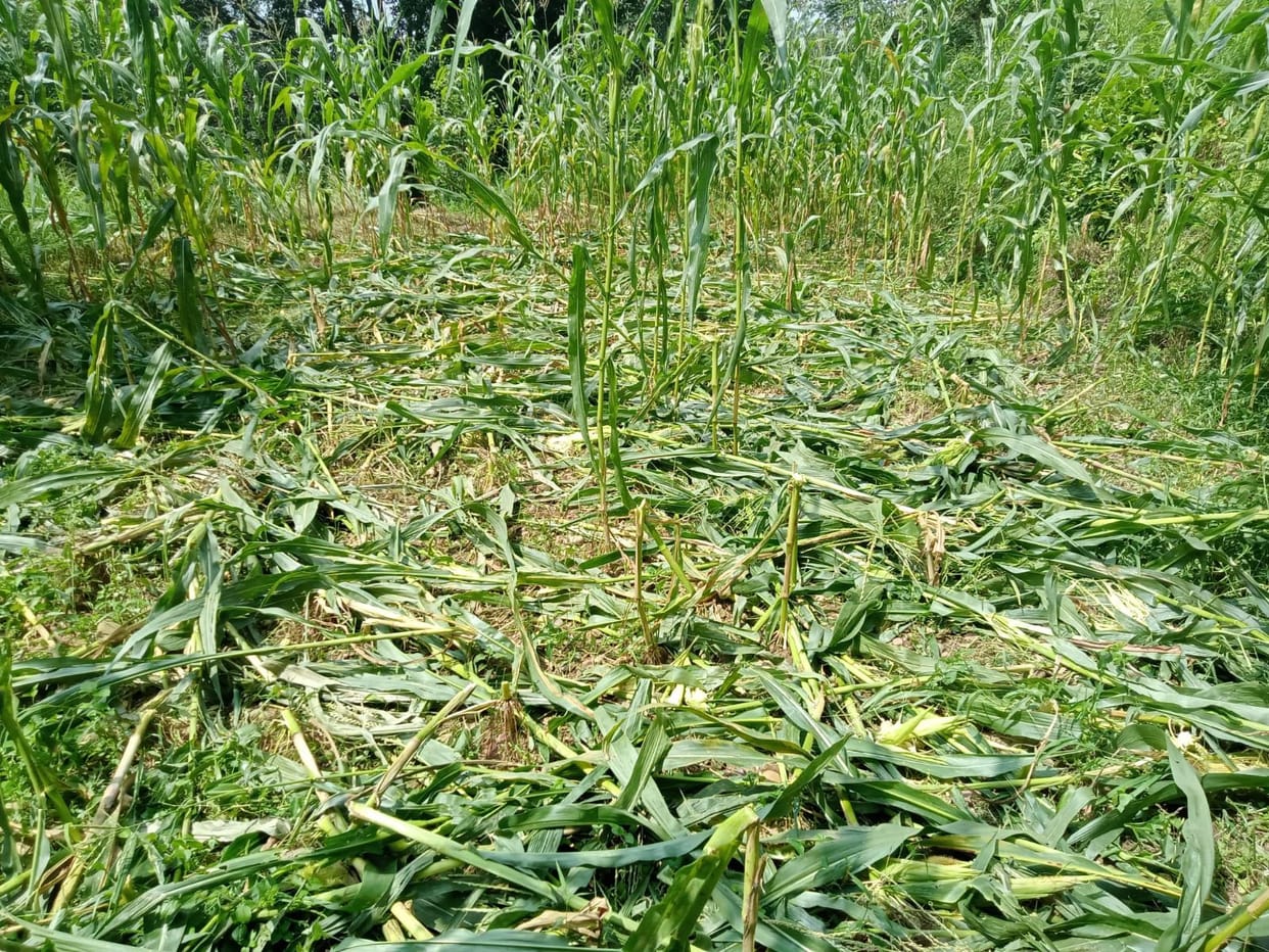 Wild animals destroy farmers' crops; compensation demanded.