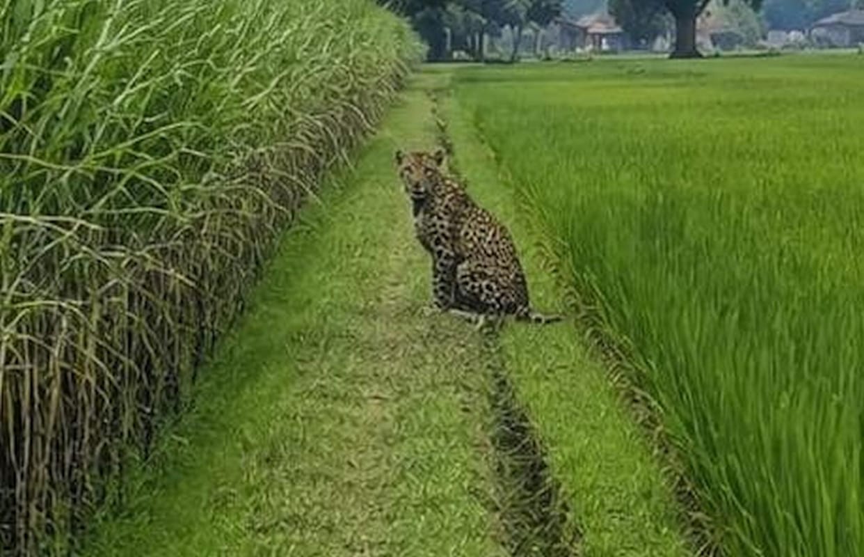 Leopard spotted sitting on farm access road; panic among farmers.