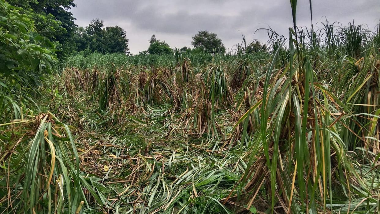 Elephants broke through chain-link fencing and entered the fields, trampling crops across five bighas.