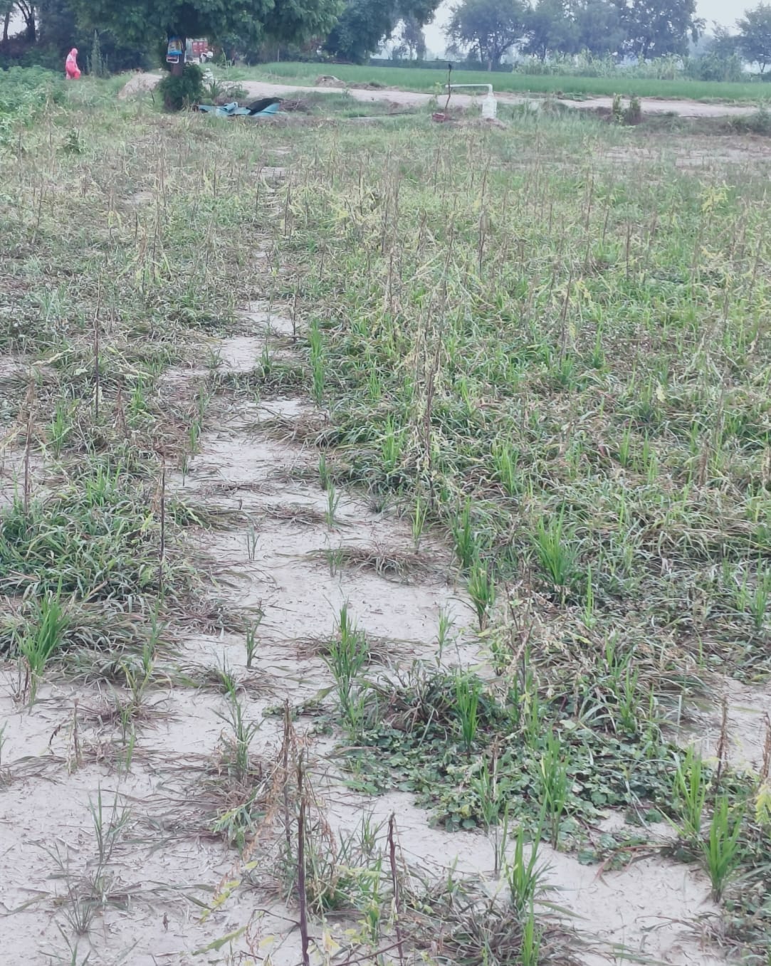 The solar controller has been broken for two months, and the rice crops in the field are drying up.