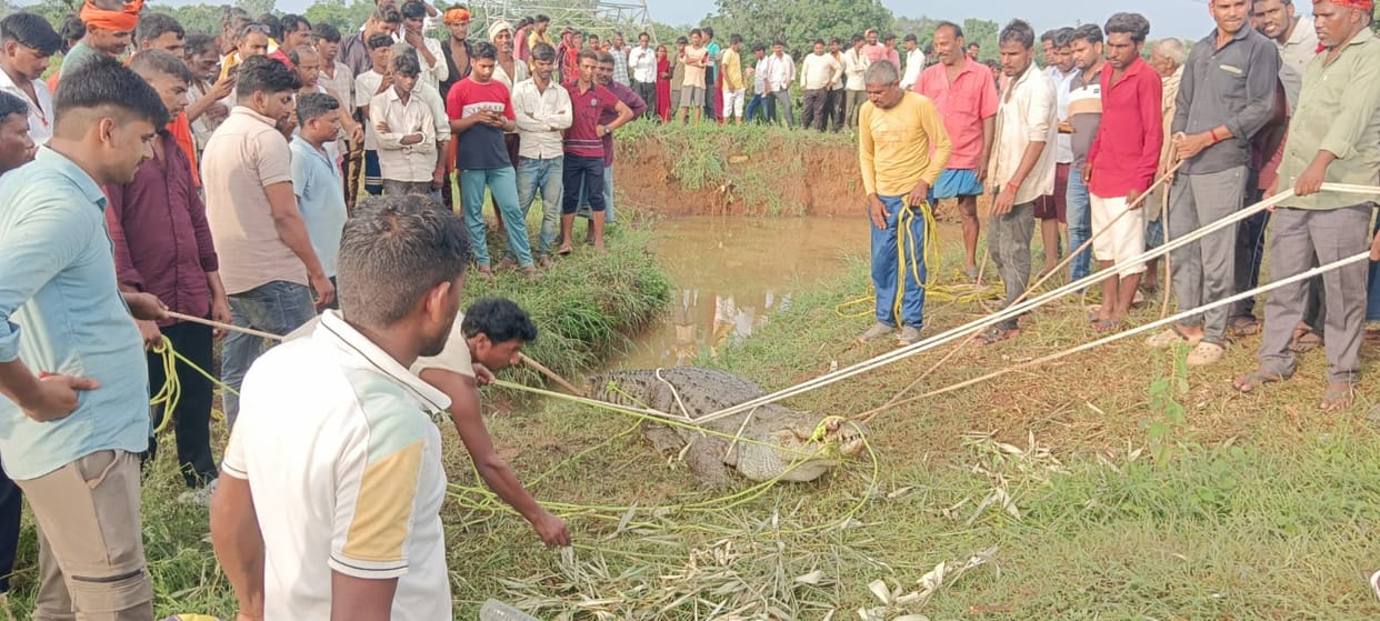 10-foot-long crocodile pulled out of well after three days