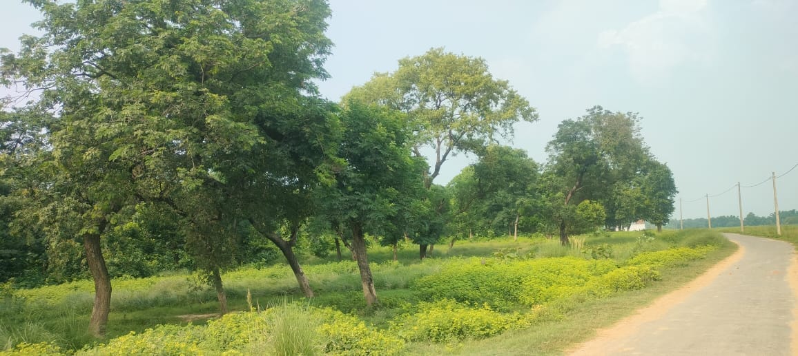अमरहा में इसी जमीन पर लगेगा सीबीजी प्लांट। संवाद
