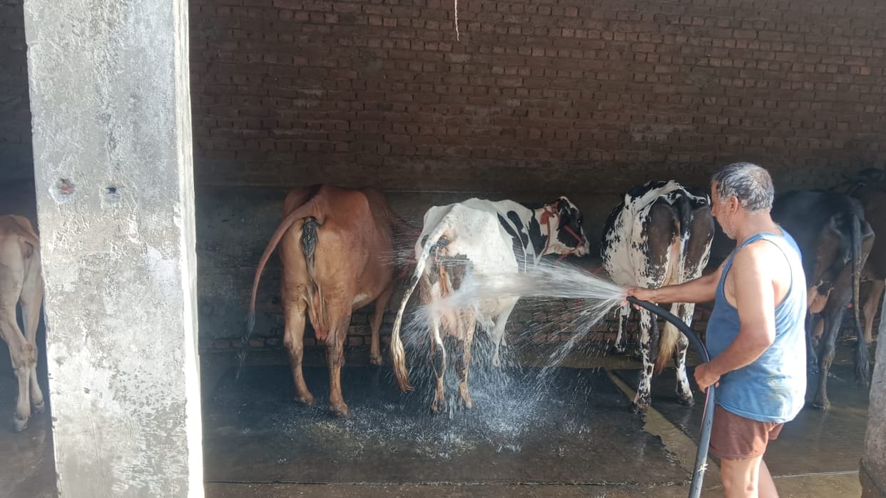 Plan to relocate dairies operating in the city stuck in paperwork