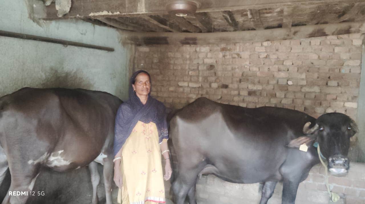 गांव चौराही में अपने पशुओं के साथ महिंद्रो देवी। स्वयं