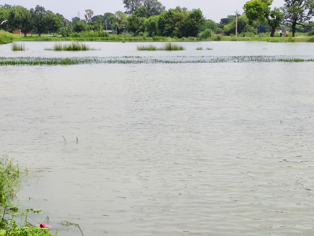 Manasaita River in spate; paddy crop submerged
