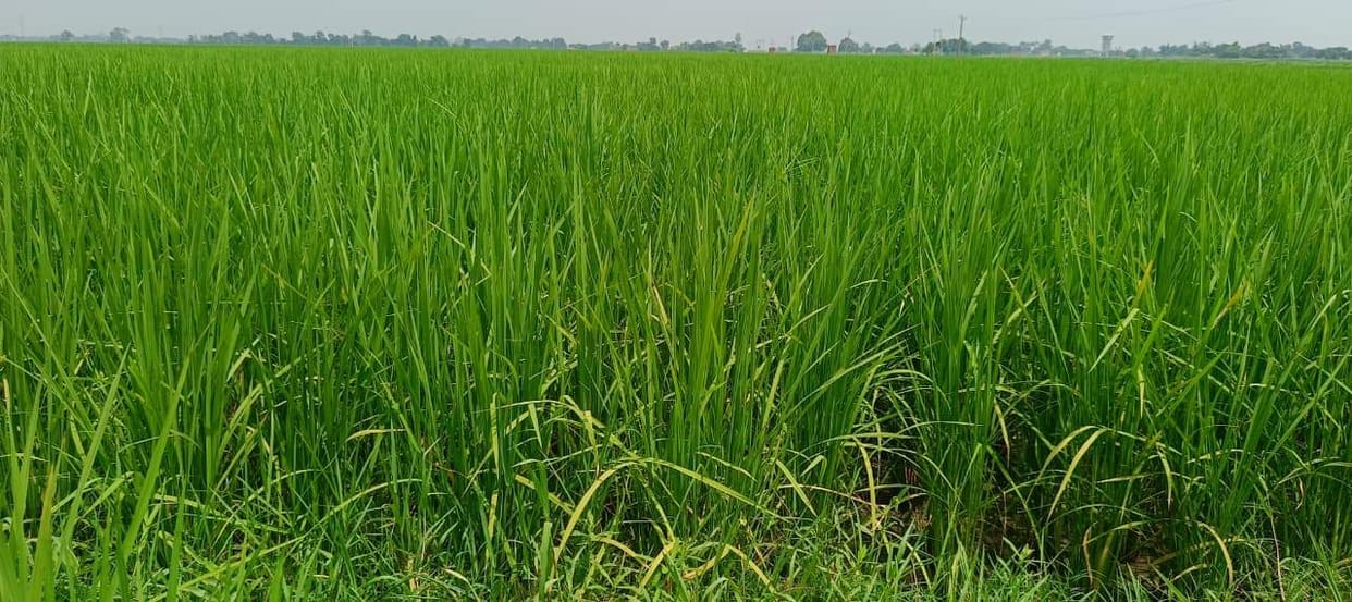 Chhattisgarh's Vishnu Bhog paddy is being cultivated for the first time in the district.