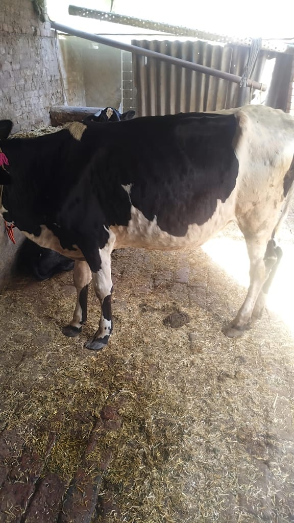 Lumpy disease spreading among cattle amidst rain and changing weather.