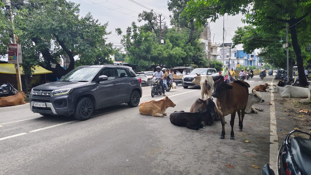 Stray cattle roaming the streets; finding no shelter in *gaushalas*.