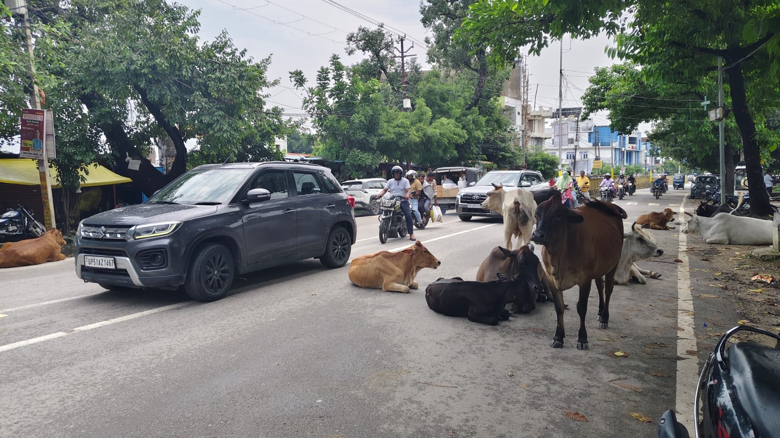 मालवीय रोड पर बैठे निराश्रित  गोवंश संवाद