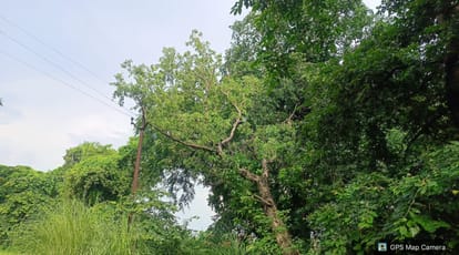 नगर में बिजली के तार पर पेड़ की डाल गिरने से सप्लाई बाधित। संवाद