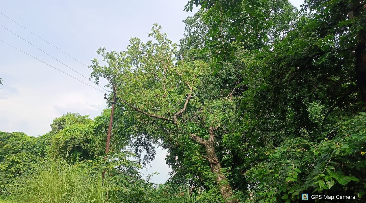 नगर में बिजली के तार पर पेड़ की डाल गिरने से सप्लाई बाधित। संवाद