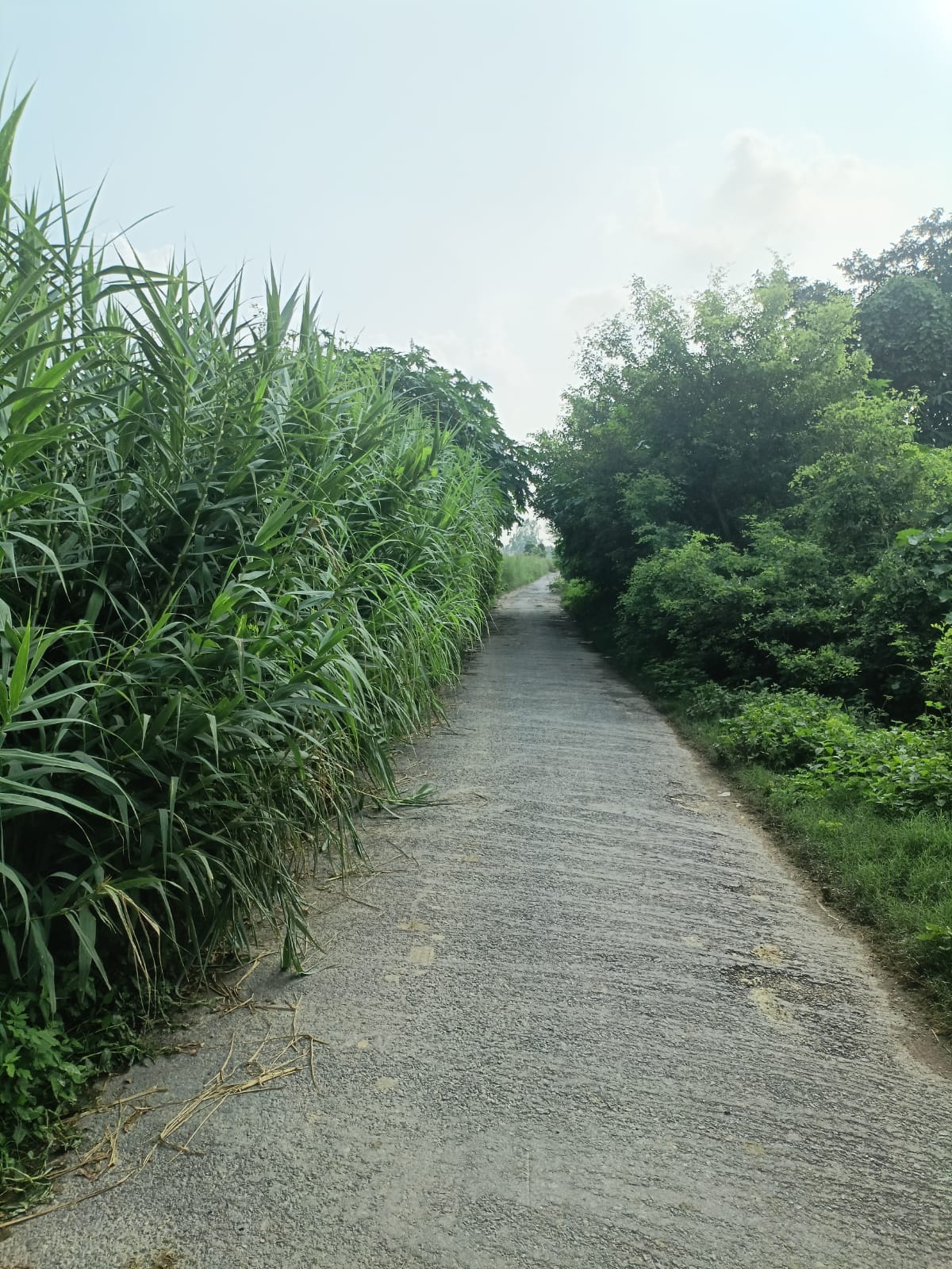 Trees on the roadside, risk of accidents in the middle of the road