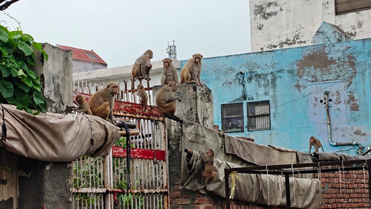 People troubled by the monkey menace; venturing into the streets has become difficult.