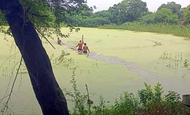 Crocodile evaded the forest officials' trap.
