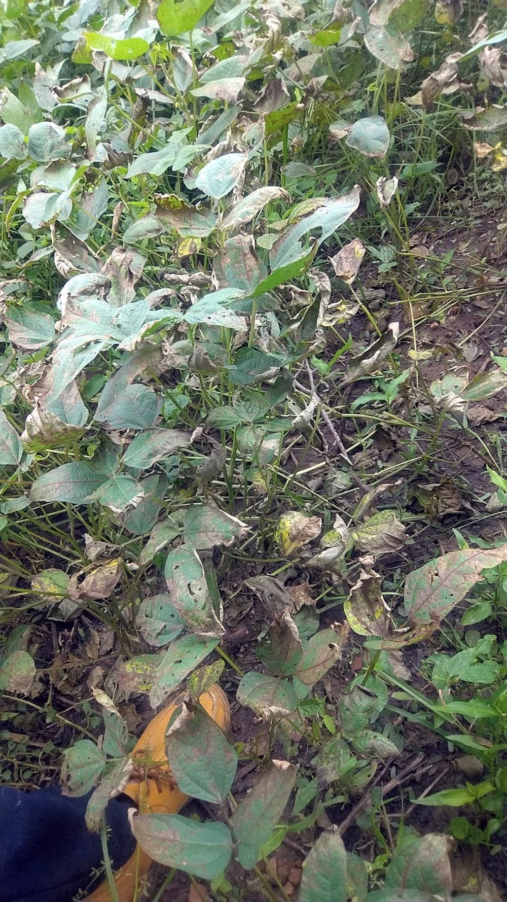 Groundnut, moong, and urad crops suffer heavy damage due to rain
