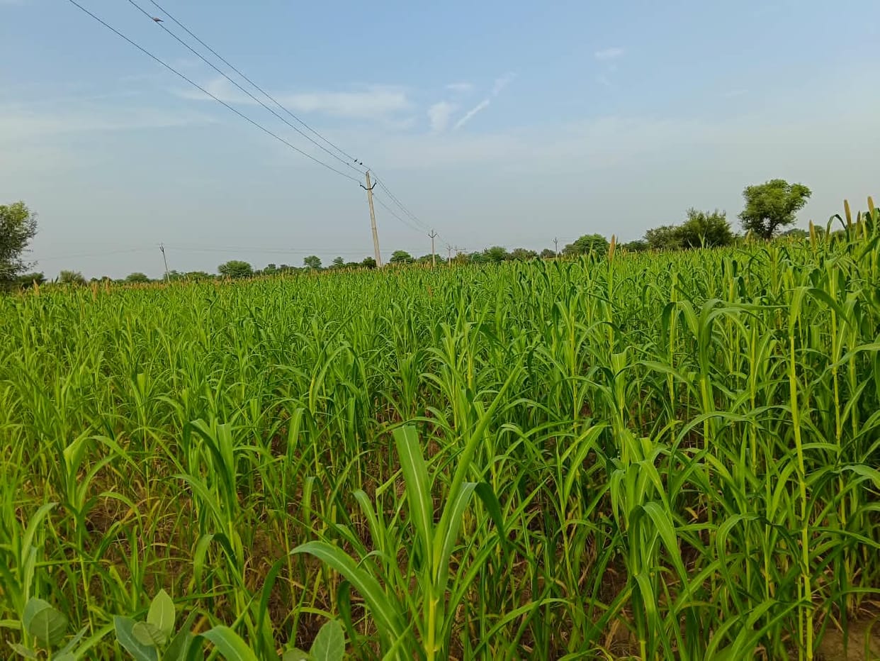 Scope of crop insurance shrinks; coverage at a six-year low.