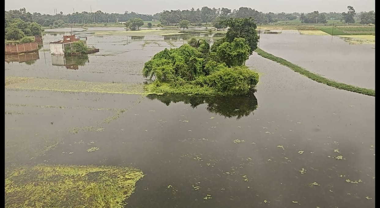 Paddy crop ruined due to waterlogging