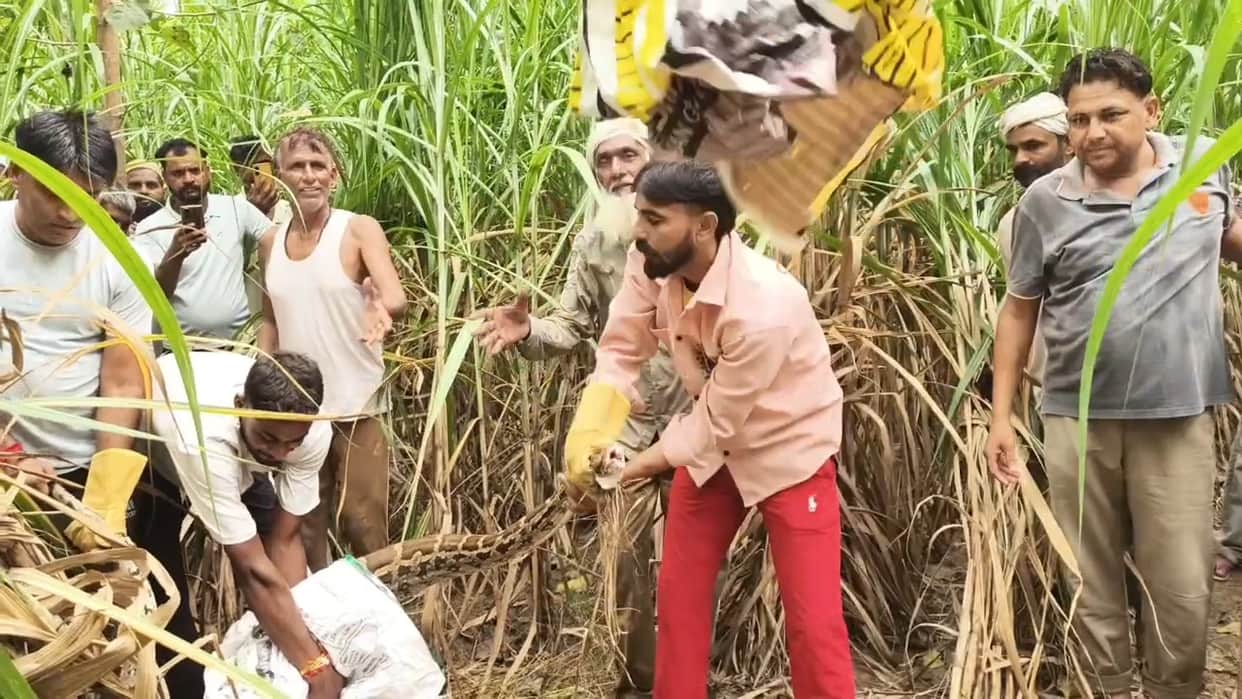 A 10-foot-long python swallowed a dog in Haiderpur village