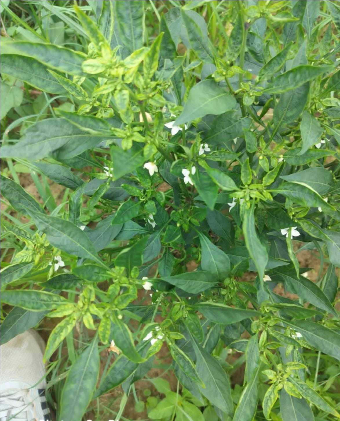 Chilli crop hit by 'Gurcha' disease; farmers worried.