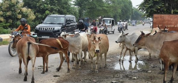 'King of Beasts' on the capital's Kursi Road... several passersby have lost their lives.