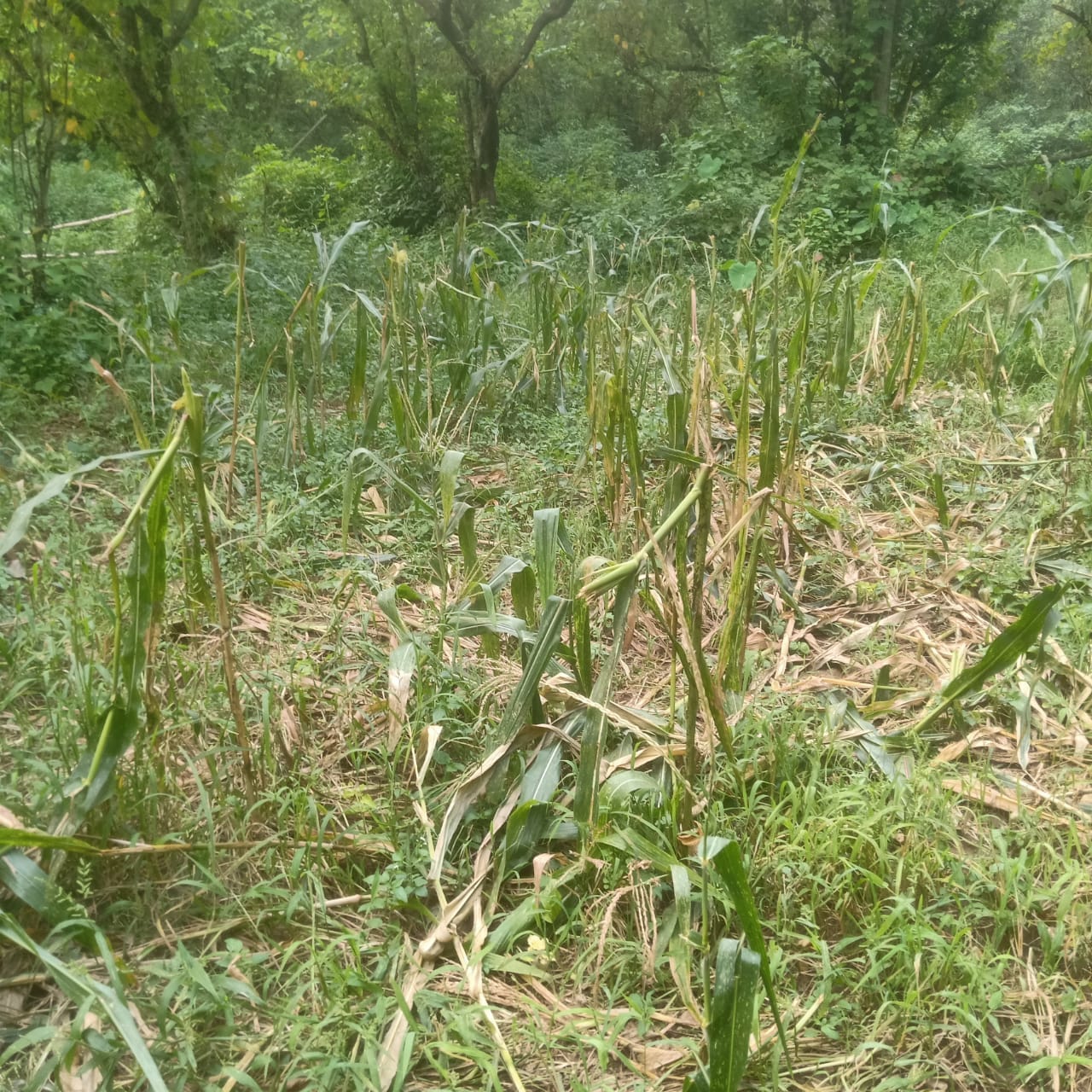 कोट लांगसा में जंगली सुअरों की ओर से नष्ट की मक्की की फसल। संवाद
