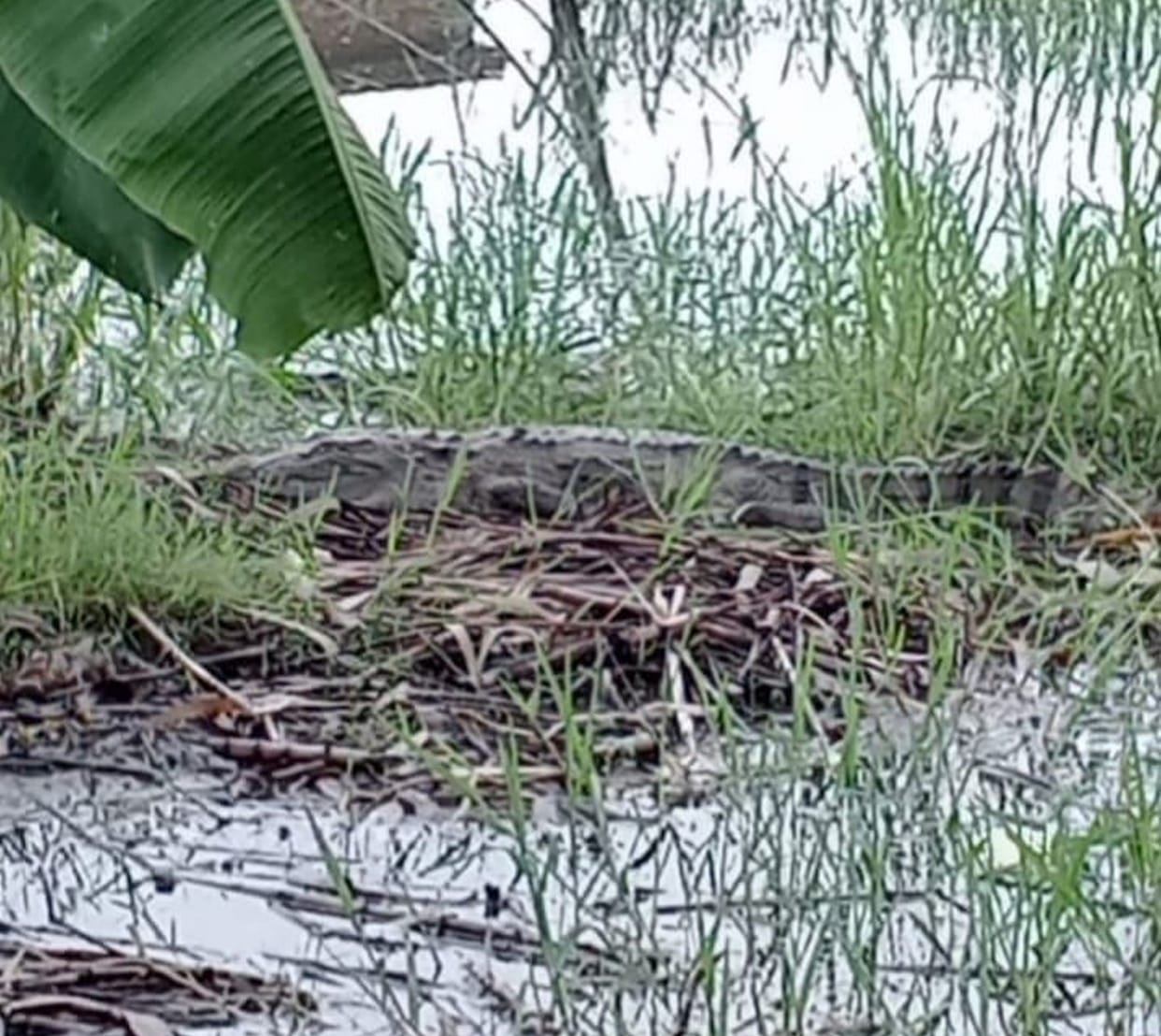Crocodile spotted near inhabited area; panic ensues.