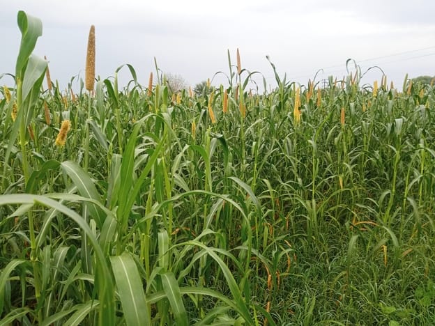 The decision to conduct the crop survey will now depend on the officials' report.