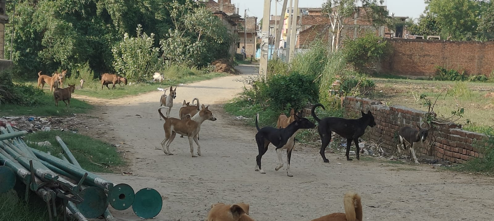 महुली में सड़क पर घूमते कुत्ते। संवाद