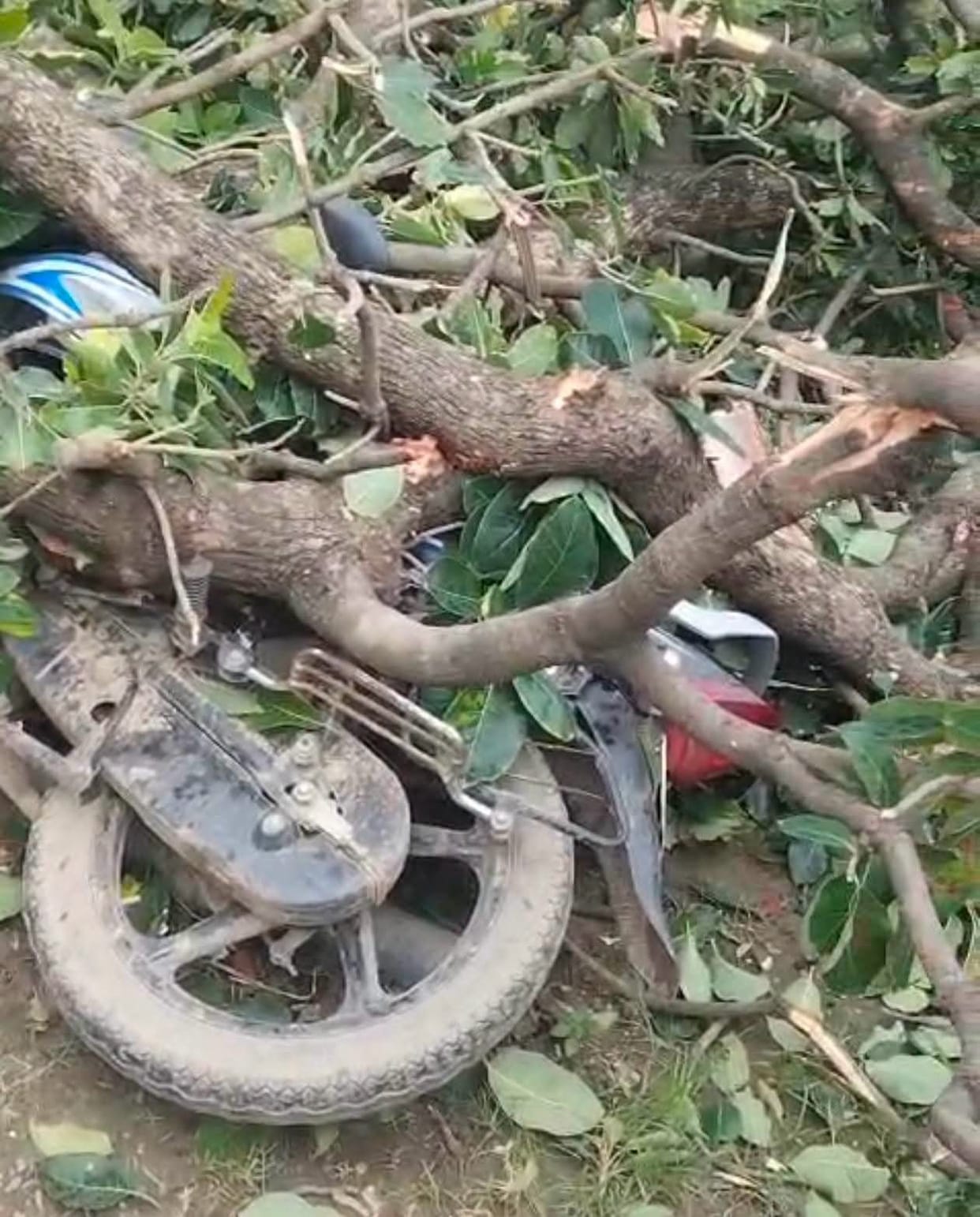 A Mahua tree fell on an electric wire, breaking two poles.