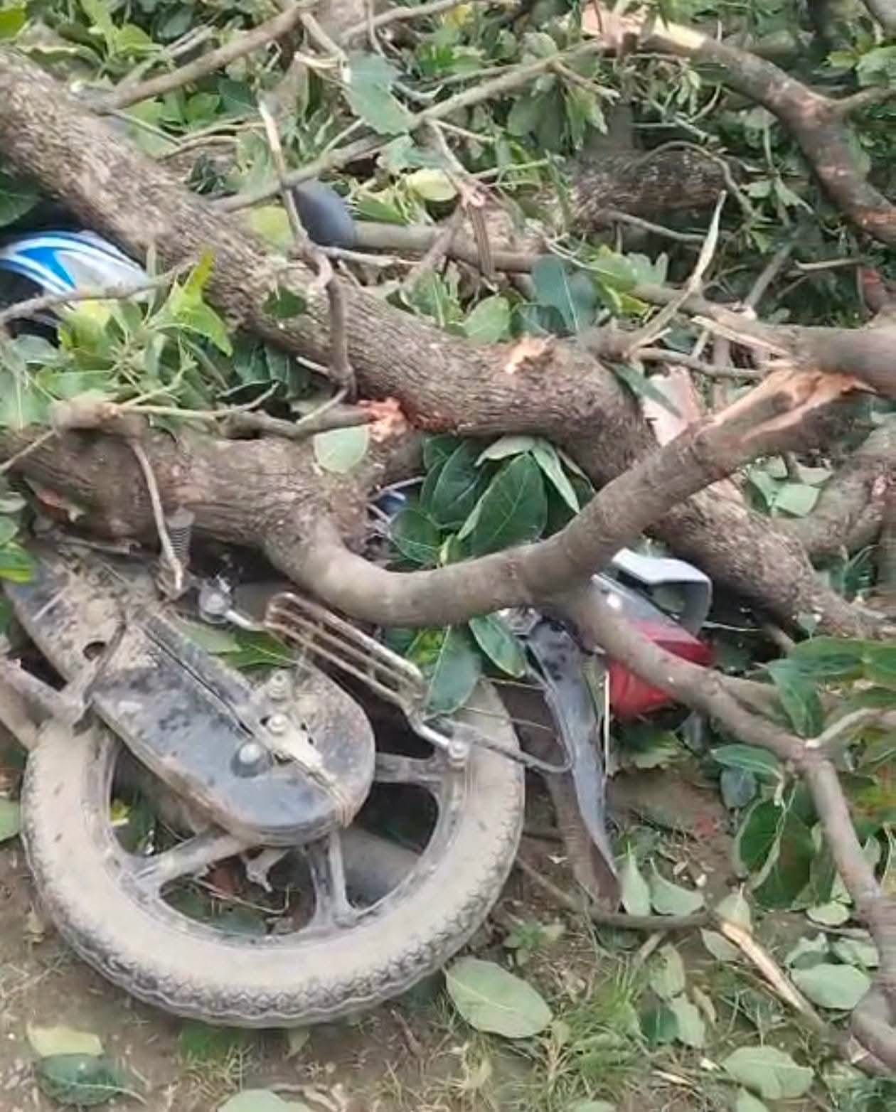 ननमई गांव मे बारिश बारिश के दौरान पेड़ गिरने से दबी बाइक। संवाद