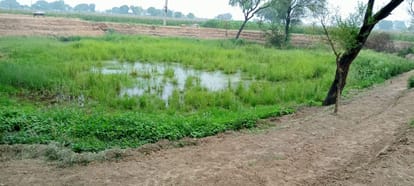 पलार का वेटलैंड। 