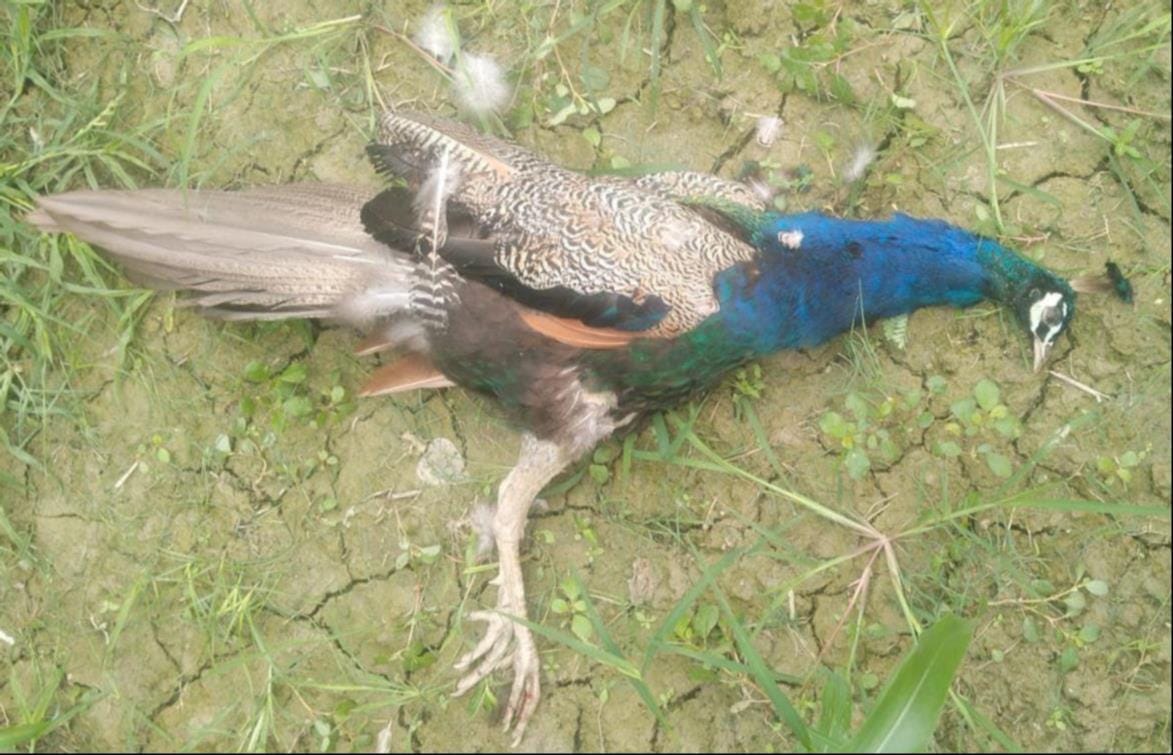 तरबगंज के रानीपुर छीटिक पुरवा में मृत मोर। -संवाद