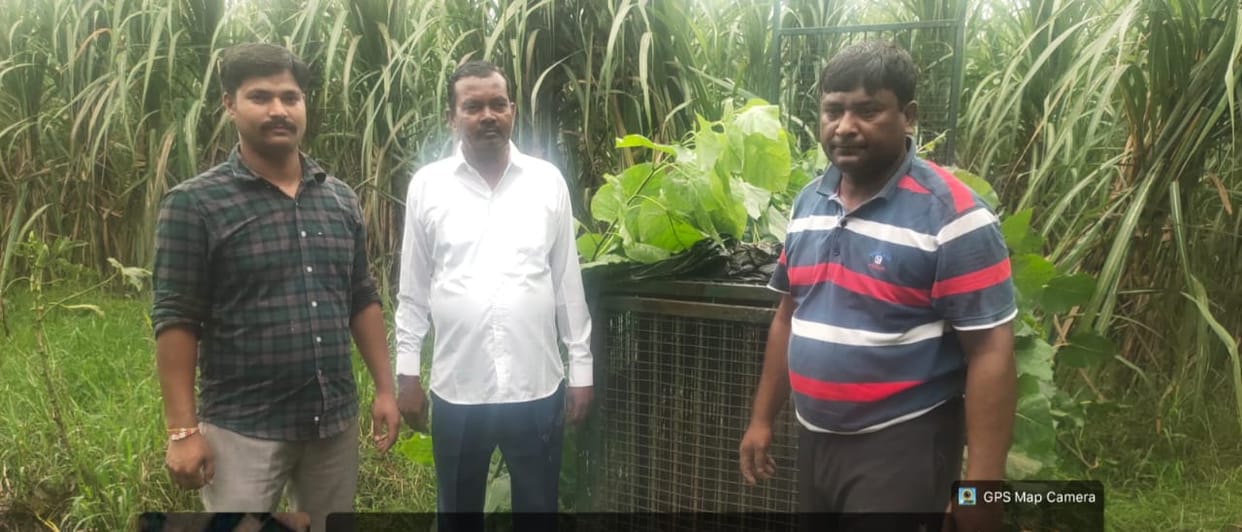 Forest Department on alert after leopard attacks farmer... sets up a cage.
