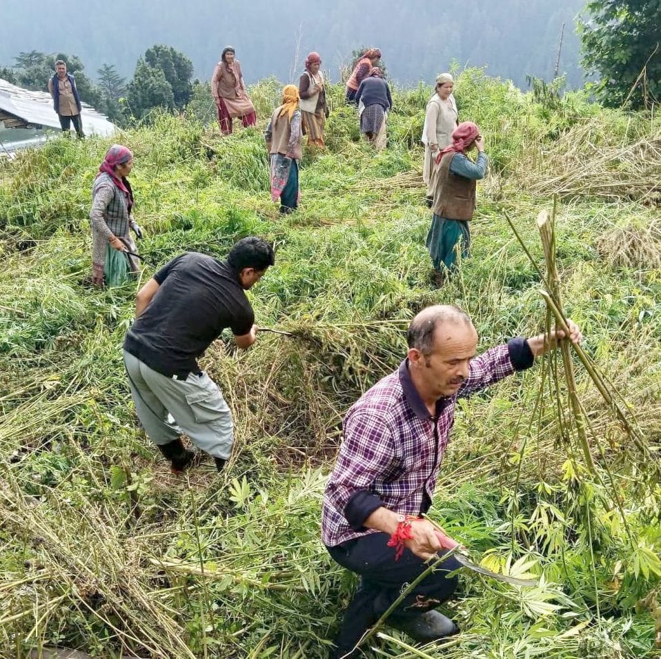 People uprooted cannabis plants in Daran village.