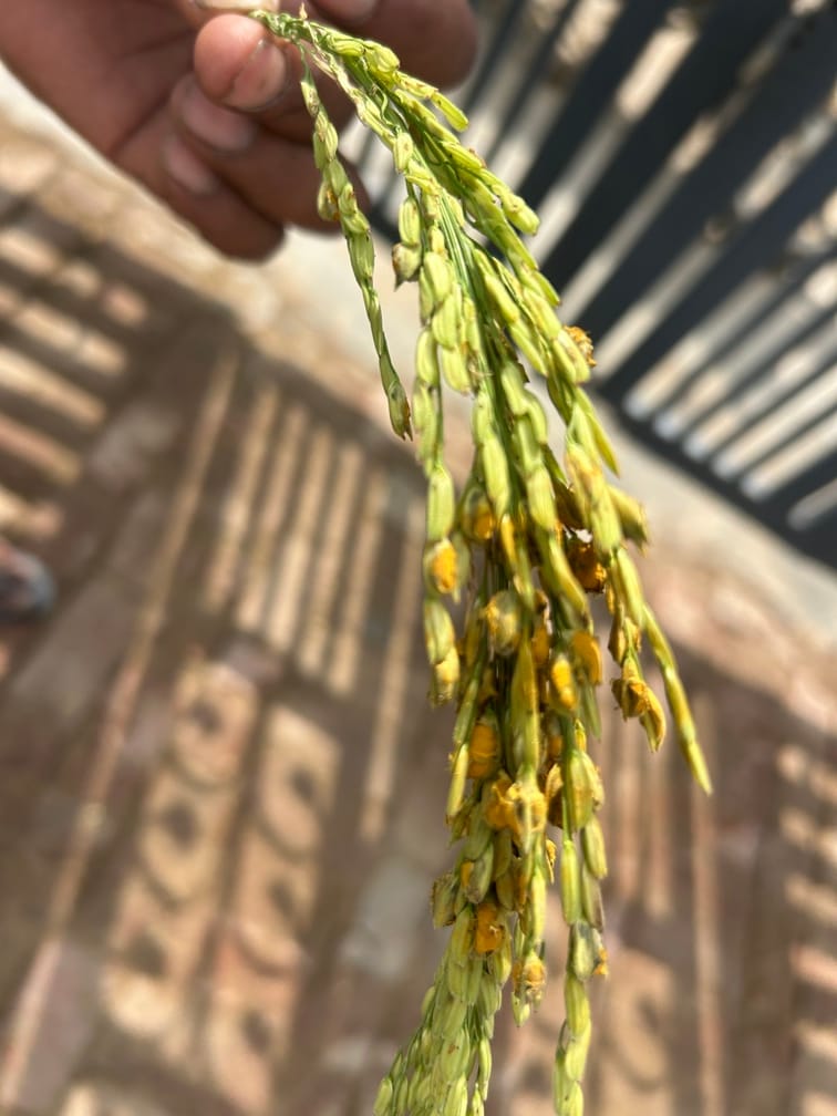 धान की फसल में दिखाई दे रहा हल्दी गांठ का प्रकोप। किसान