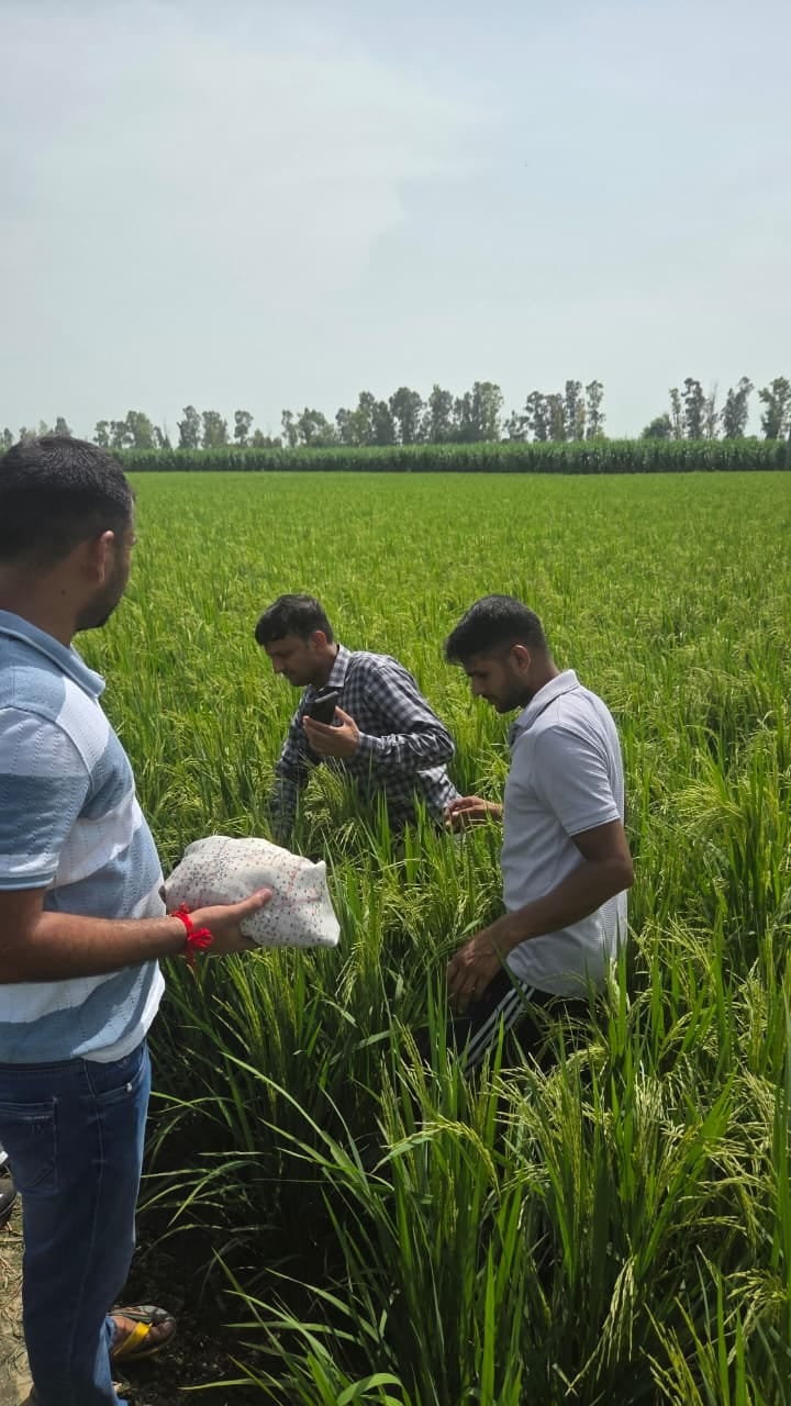 Digital Crop Survey: Work stalled in tehsils due to technical glitches.