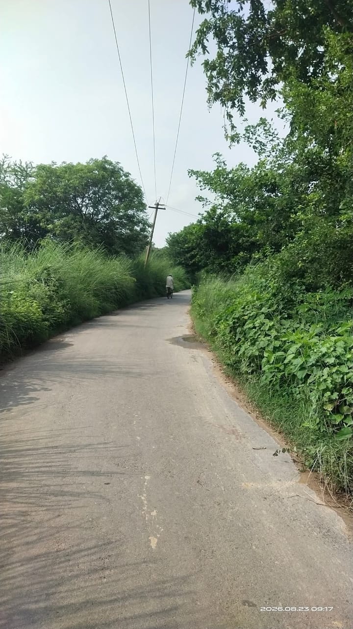 धर्मसिंहवा-मेंहदूपार मार्ग के किनारे उगीं झाड़ियां। संवाद